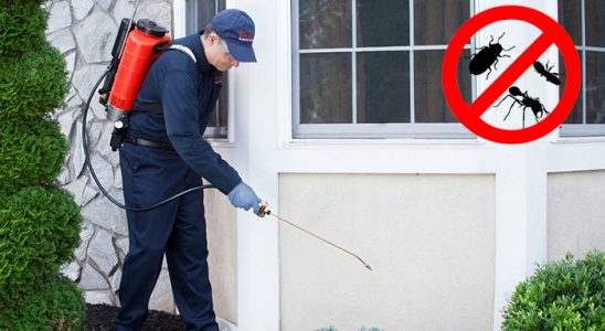 Keşap Kene İlaçlama böcek ilaçlama ve haşere kontrolü — ilaclama-tr.com